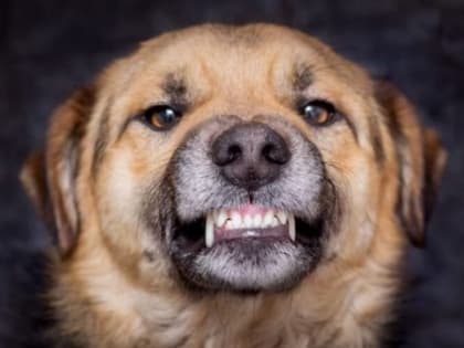 В воронежском райцентре ввели карантин из-за больной бешенством собаки