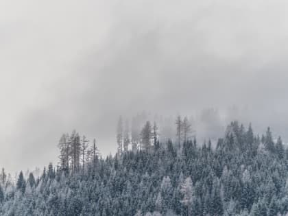 Опасный туман ожидается на территории Воронежской области