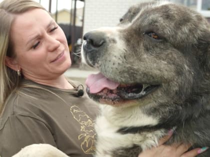Как собака может стать донором крови в Воронеже