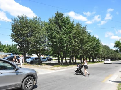 «Спилят рябины, попилят бюджет – а нам мучиться!»