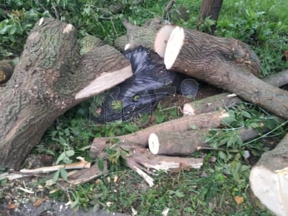 «Опять уничтожили кучу деревьев и выбросили?»