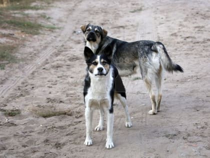СК начал проверку после нападения своры бездомных псов на воронежца