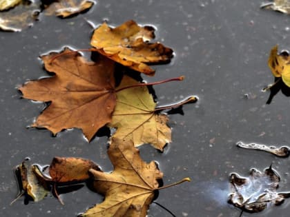 Дожди и похолодание до +3 градусов ожидаются на короткой рабочей неделе в Воронеже