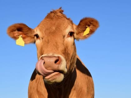 С начала года произвели воронежские сельхозпредприятия более 385 тыс. тонн молока