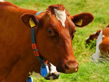 Очаг сибирской язвы выявили в Воронежской области