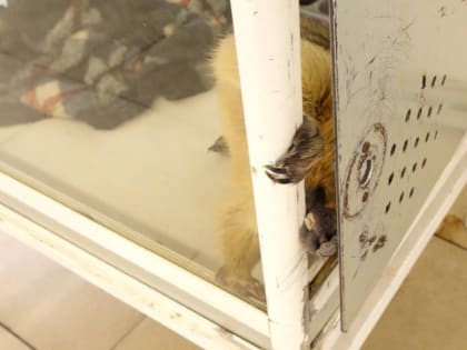 Итоги-2022. Танцы на могилах, мучительный контактный зоопарк и затмение Солнца в Воронеже