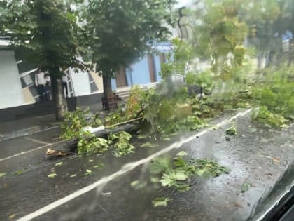 Древопад случился из-за непогоды в Воронеже