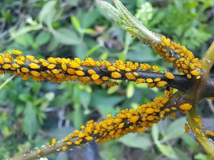 Как избавиться от тли на огороде и в саду: народные средства, инсектициды и профилактика