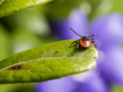 Россияне стали в два раза чаще обращаться к врачам из-за клещей