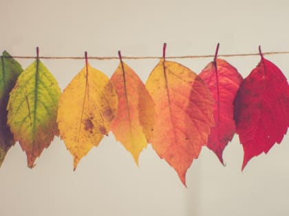 Синоптики дали прогноз на предпоследнюю неделю сентября в Воронеже  