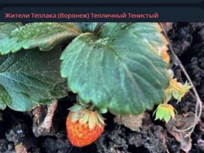 Климатическая аномалия: земляника внезапно созрела в Воронежской области в январе