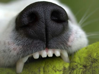 Из-за больной бешенством собаки карантин ввели в воронежском Калаче