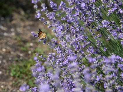 Прогноз погоды в Воронеже на воскресенье, 13 августа