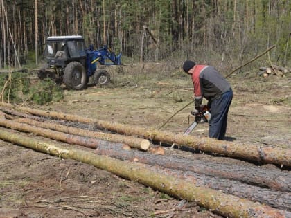 В Воронежской области значительно выросли зарплаты в сфере лесной промышленности