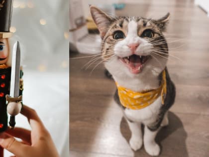 «Щелкунчик» в стиле хип-хоп и мяутайм. Топ-10 способов провести неделю в Воронеже