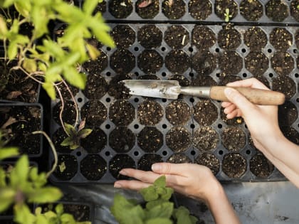 Лунный посевной календарь на февраль 2024 для Воронежской области