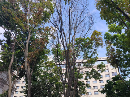 Засохшие деревья и фонтаны из плитки: стал ли после ремонта Пушкинский сквер маленьким Петергофом?