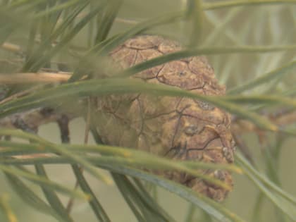 В Воронежской области зафиксировали неурожай сосновых шишек