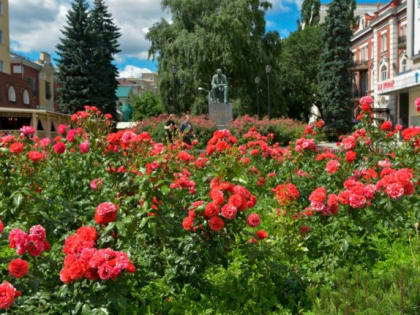 «У вас много – ещё посадите!»: кто крадёт цветы с городских клумб Воронежа