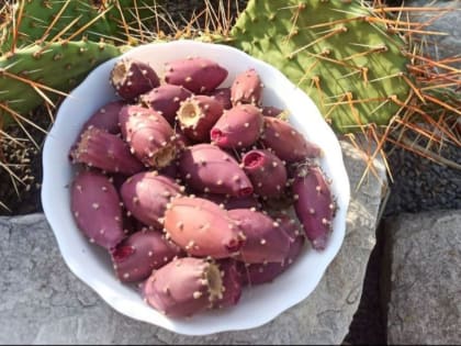 Экзотическая находка: новый вид кактуса с необычным вкусом