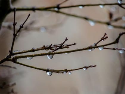 Погода 12 марта в Новой Усмани будет пасмурной и дождливой