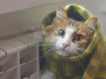 Воронежской котельной, которая грела 1&nbsp;200 потребителей, незаконно отключили газ&nbsp;