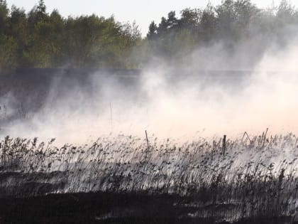 В Воронежской области назвали районы с чрезвычайным риском пожароопасности