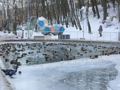 Воронежцев попросили не совершать омовения в прудах воронежских парков