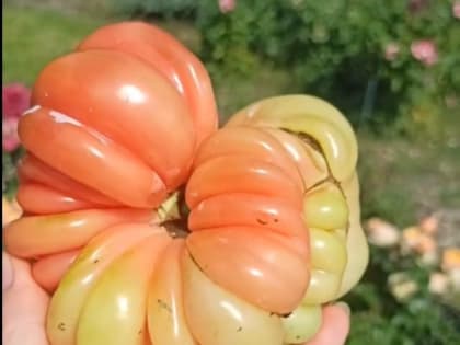 Достижения агрономов в области сельского хозяйства