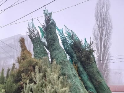 Космические цены на ёлочных базарах поразили воронецжев