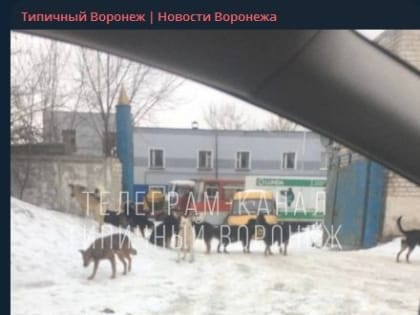 Семь агрессивных собак отловили в&nbsp;промзоне после жалоб воронежцев