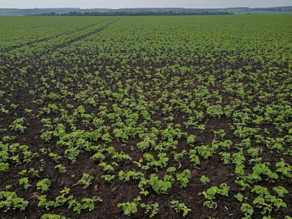 Итоги сева яровых 2023 года