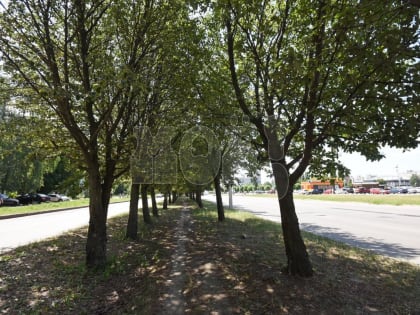 Зелёный Воронеж — сон или реальность?