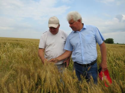 Урожайные поля