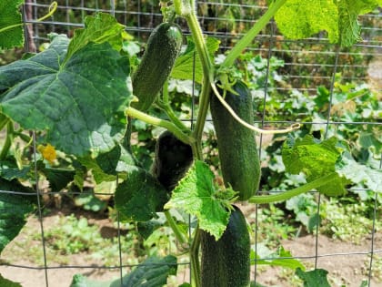 Огурцы горькие и пустые внутри: причины и что делать
