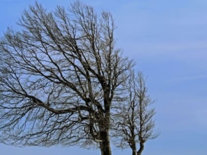 Из-за сильного ветра в Воронежской области объявили желтый уровень погодной опасности