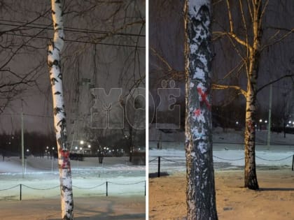 Мэр рассказал, срубят ли берёзы из-за строительства дублёра Московского проспекта