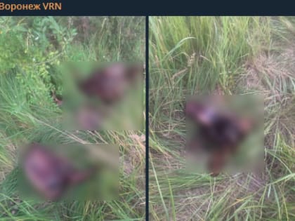 Воронежцы пожаловались на&nbsp;невыносимую вонь из-за разлагающихся туш животных