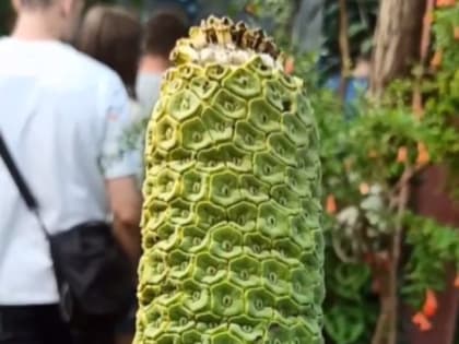 «Ещё восемь на&nbsp;подходе». Первый бананас созрел в&nbsp;Воронежском ботсаду