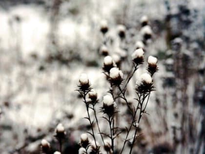 Погода 22 января в Новой Усмани будет пасмурной в течение дня и ясной ночью