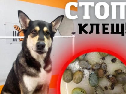 130 клещей с домашнего пса сняли воронежские ветеринары