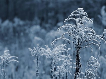 Об аномальных морозах 21 февраля предупредили жителей Воронежской области