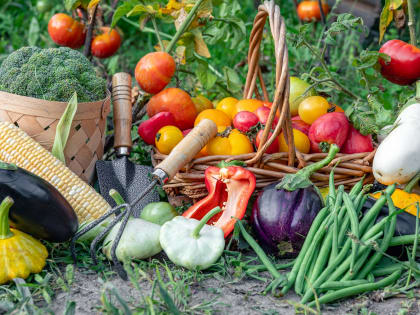 Сентябрь на огороде: советы по уходу за растениями