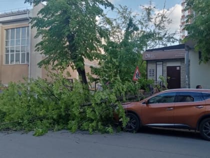 Дерево рухнуло на машину в центре Воронежа возле дома, где погибла пенсионерка