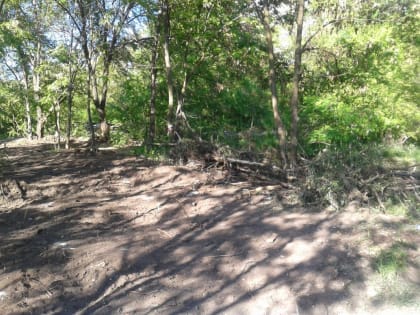 «Не рубите мужики!». Почему уничтожаются деревья в&nbsp;Советском районе Воронежа?