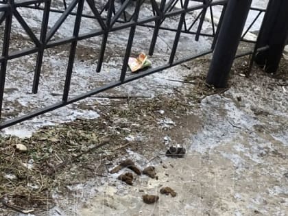 Собачьи экскременты во дворах многоэтажек возмутили жителей Северного микрорайона