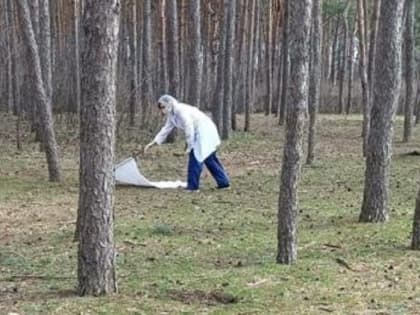 Городские парки и скверы обработают от комаров и клещей в Воронеже
