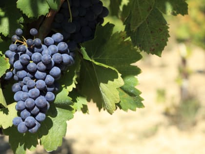 Сбор винограда: важные моменты для ухода за растениями