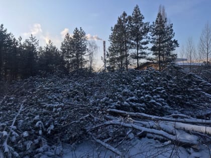 Полиция выехала на место подозрительной вырубки деревьев в Воронеже