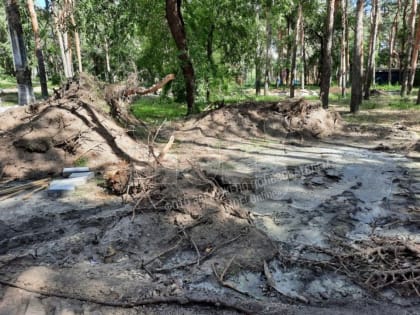 Воронежцев возмутило состояние сквера «Лесная сказка»